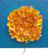 dalia.JPG (1939104 byte)