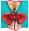 orchidea.JPG (2297925 byte)